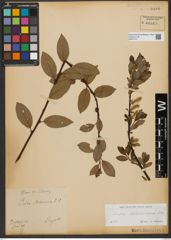 Foto von Salix waldsteiniana Willd.